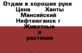 Отдам в хорошие руки › Цена ­ 1 - Ханты-Мансийский, Нефтеюганск г. Животные и растения » Собаки   